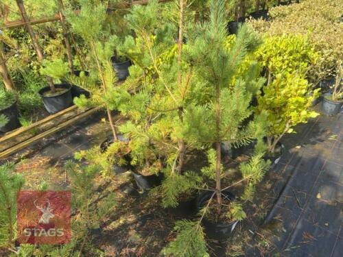 4 PINUS SYLVESTRUS (SCOTS PINE)