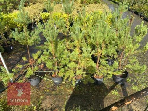 5 PINUS SYLVESTRIS (SCOTS PINE)
