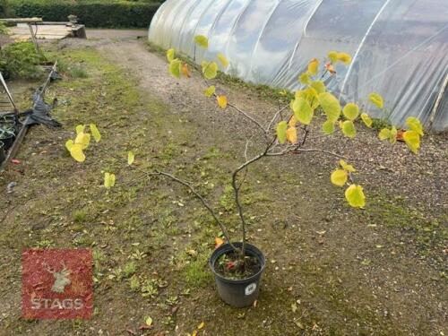 CERCIS CANADENSIS (JUDUS TREE)