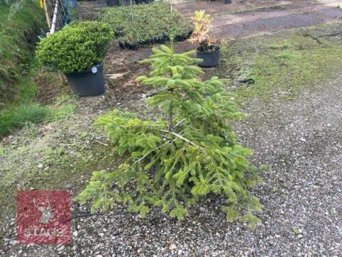 ABIES NORDMANNIANA (NORDMANN FIR)