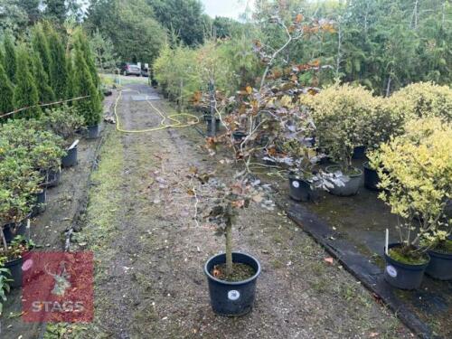FAGUS SYLVATICA PURPUREA (COPPER BEECH)