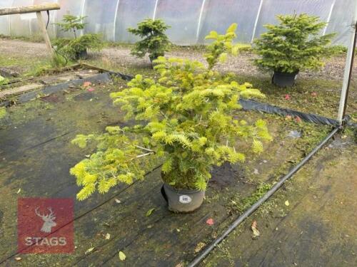 ABIES NORDMANNIANA (NORDMANN FIR)