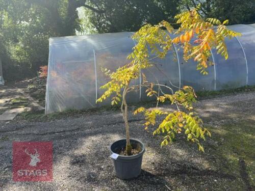KOELREUTERIA PANICULATA