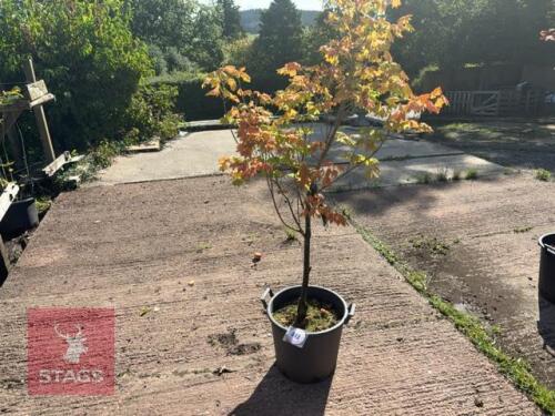 ACER CAMPESTRE 'WILLIAM CALDWELL'
