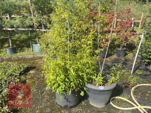 2 PHYLLISTACHYS NIGRA (BLACK BAMBOO)