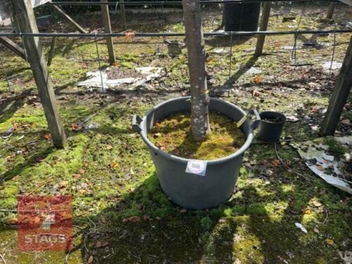 TILIA BRABANT (SILVER LIME)
