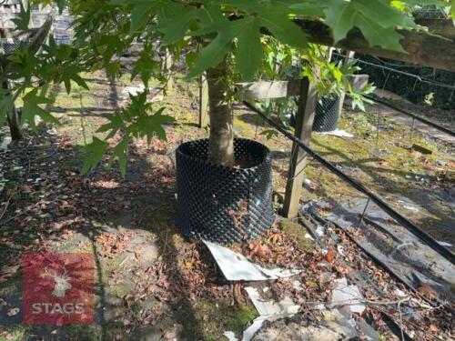 LIQUIDAMBAR STYRACIFLUA (SWEET GUM)