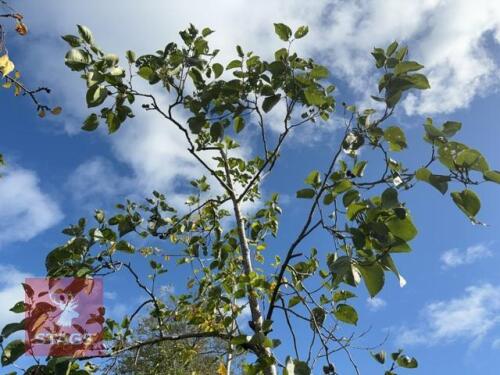 ALNUS CORDATA (ITALIAN ALDER)