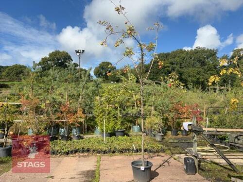 MALUS SYLVESTRIS (CRAB APPLE)