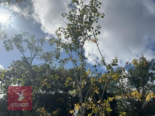 BETULA UTILIS DOORENBOS