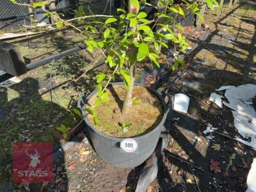 COTONEASTER FRIGIDUS CORNUBIA