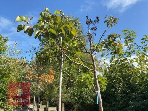 PYRUS CHANTICLEER (CALLERY PEAR)