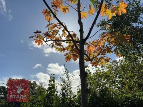ACER 'OCTOBER GLORY' (RED MAPLE)