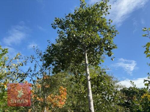ALNUS CORDATA (ITALIAN ALDER)