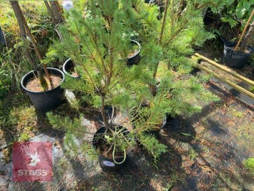 3 PINUS SYLVESTRIS (SCOTS PINE)