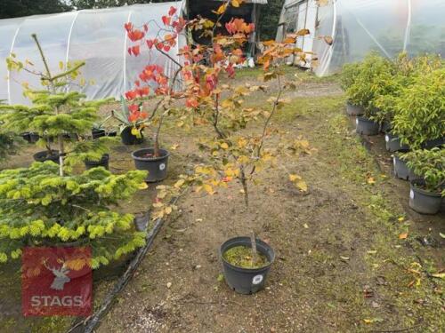 FAGUS SYLVATICA PURPUREA (COPPER BEECH)