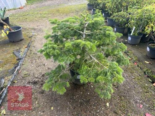 ABIES NORDMANNIANA (NORDMANN FIR)