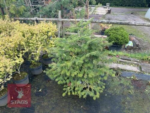 ABIES NORDMANNIANA (NORDMANN FIR)