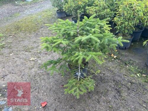 ABIES NORDMANNIANA (NORDMANN FIR)