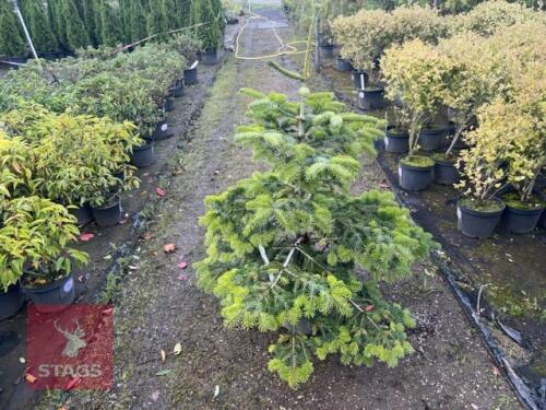 ABIES NORDMANNIANA (NORDMANN FIR)