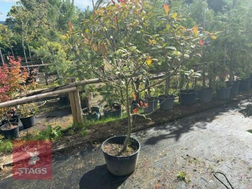PHOTINIA RED ROBIN (CHRISTMAS BERRY)
