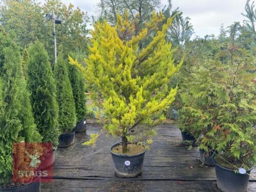 CUPRESSUS MACROCARPA 'GOLDCREST'