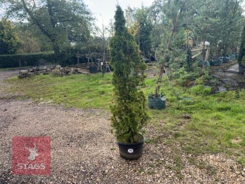 THUJA SMARAGD (EMERALD THUJA)