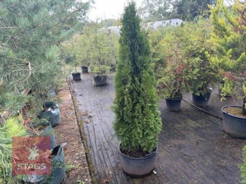 THUJA SMARAGD (EMERALD THUJA)