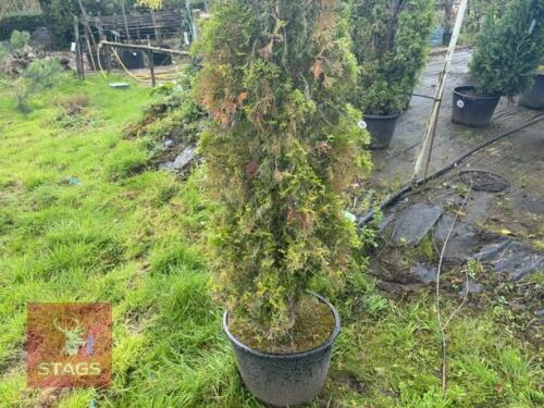 THUJA SMARAGD (EMERALD THUJA)