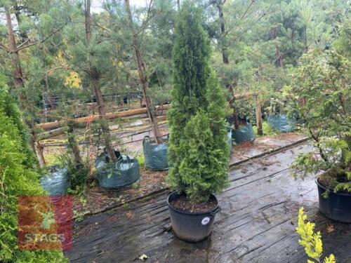 THUJA SMARAGD (EMERALD THUJA)
