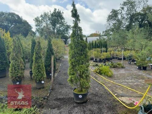 THUJA SMARAGD (EMERALD THUJA)