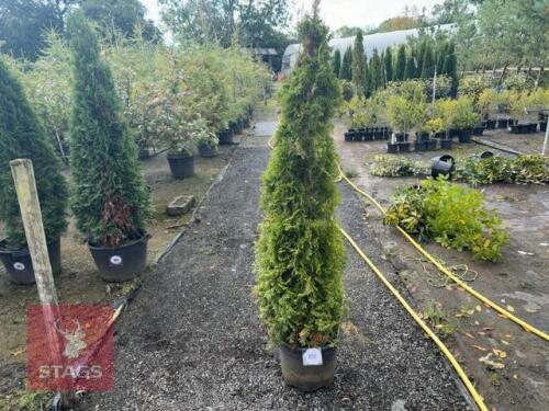 THUJA SMARAGD (EMERALD THUJA)