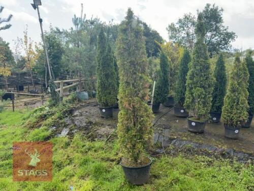 THUJA SMARAGD (EMERALD THUJA)