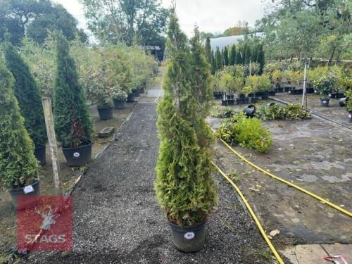 THUJA SMARAGD (EMERALD THUJA)