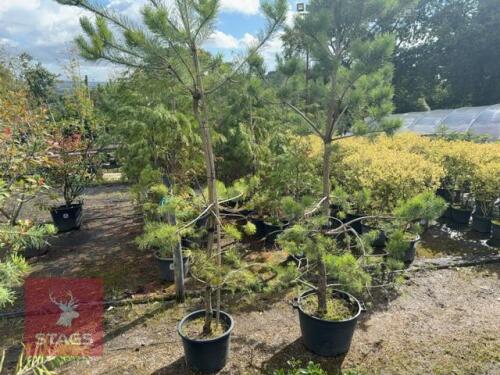 2 PINUS SYLVESTRIS (SCOTS PINE)