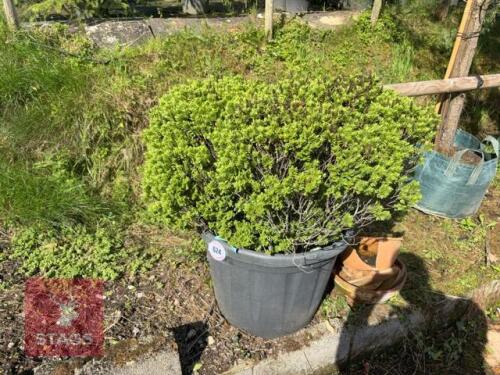 HEBE RAKAIENSIS (SHRUBBY VERONICA)