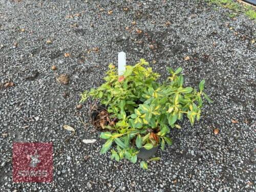 4 EUONYMUS SUNSPOT