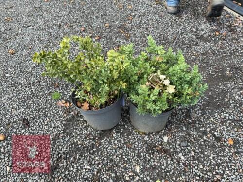 2 ROSEMARY