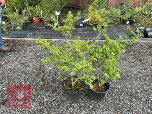 2 ILEX CRENATA (HOLLY)