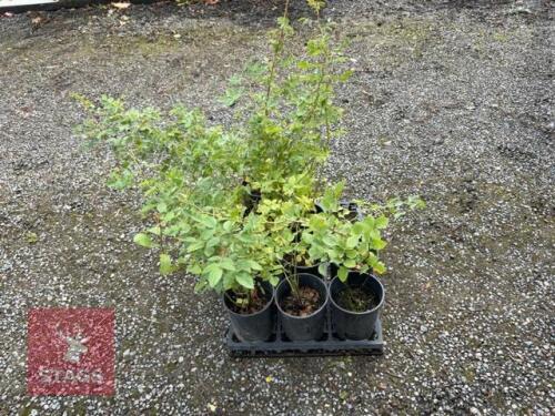9 ROSA CANINA (DOG ROSE)