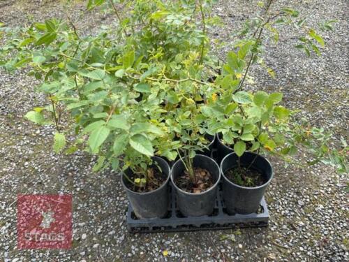 12 ROSA CANINA (DOG ROSE)