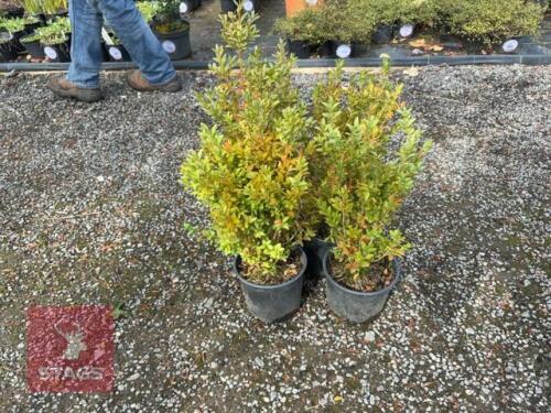 4 BUXUS SEMPERVIRENS (BOX)