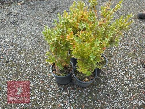 4 BUXUS SEMPERVIRENS (BOX)