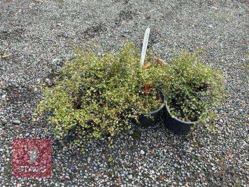 6 MUEHLENBECKIA (ANGEL VINE)