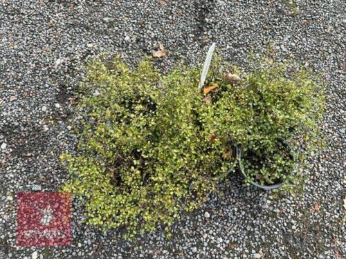 6 MUEHLENBECKIA (ANGEL VINE)
