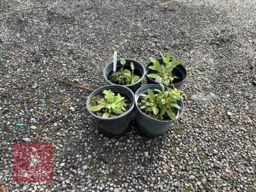 4 SALVIA CARADONNA