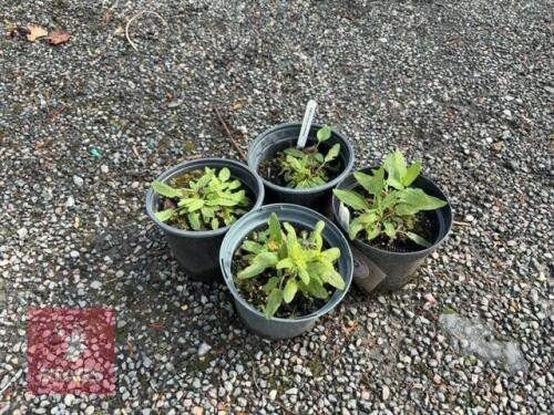 4 SALVIA CARADONNA