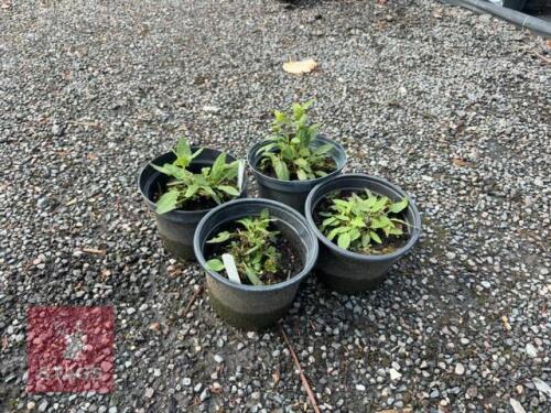4 SALVIA CARADONNA
