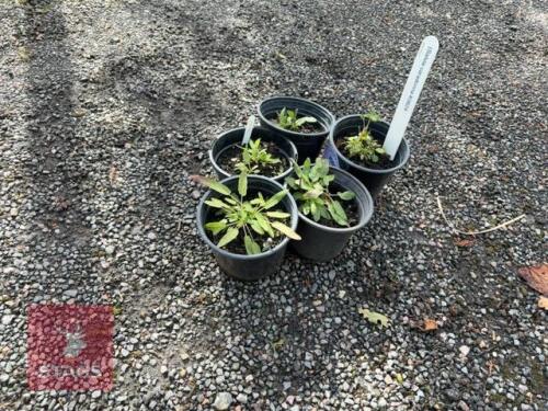 5 SALVIA CARADONNA