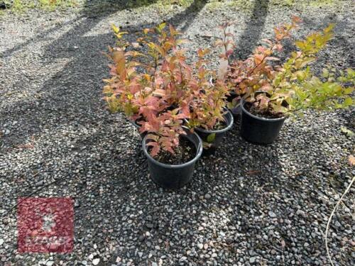 6 SPIREA GOLDFLAME